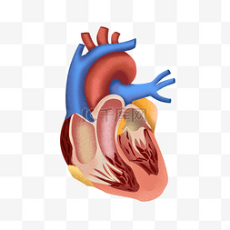 心脏解剖