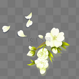 美丽漂亮的白色鲜花