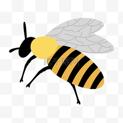 夏季昆虫黄色蜜蜂
