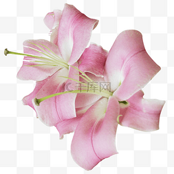 粉色百合花朵
