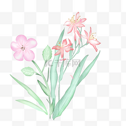 小花透明图片_清新透明水彩花卉