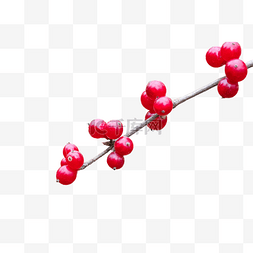 红色浆果图片_新鲜红色浆果树莓