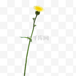 野菊花png图片_一支菊花