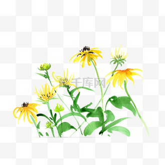 黑心金光菊下载png下载psd个人vip和企业vip免费下载免抠元素水彩黑心