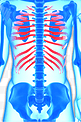 人体骨骼胸骨