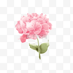 水嫩花朵图片_温馨水彩粉色康乃馨