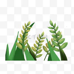 绿色稻谷图片_绿色的植物