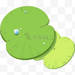 池塘绿色浮萍
