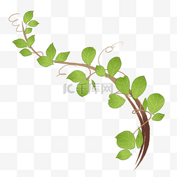 绿色藤蔓装饰背景免抠插图