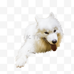 可爱白色萨摩耶狗狗