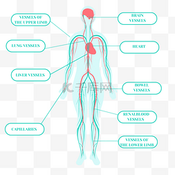 卡通手绘心脏系统蓝色身体血管插