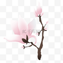 春季植物鲜花图片_春季鲜花春天花朵白玉兰树木树枝