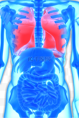 人体肺部图片_人体器官内脏之肺部