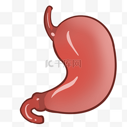  胃部器官 