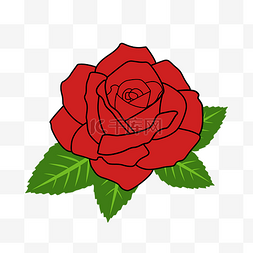 玫瑰花、红色图片_玫瑰花红色玫瑰手绘