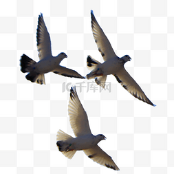 飞翔的和平鸽图片_飞翔的和平鸽鸟儿