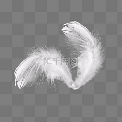 白色漂浮羽毛
