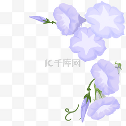 漂亮的牵牛花图片图片_一串紫色花朵免抠图