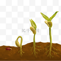 土里的种子图片_种子播种发芽过程