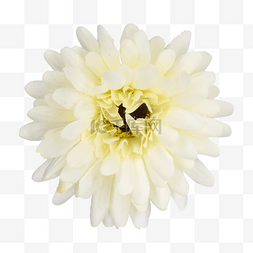 白色野菊图片_白色菊花