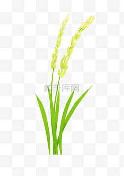 黄色水稻农作物