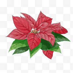 圣诞红装饰植物一品红
