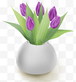 紫色花朵盆栽图片_春天紫色郁金香盆栽
