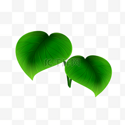 小清新植物叶片图片_绿色植物叶子透明底免抠