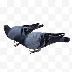 2只灰色的鸽子