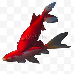 金鱼png图片_游动两条红色小鱼