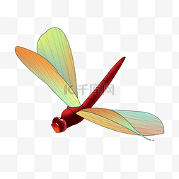 一只漂亮红色蜻蜓