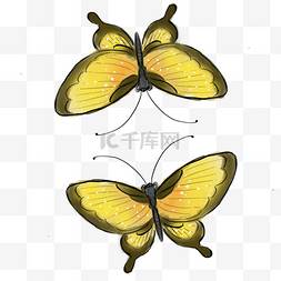 中国风黄色蝴蝶