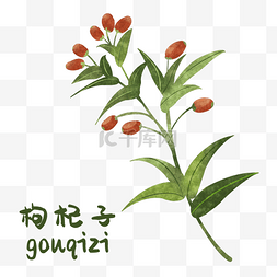 保温杯枸杞茶图片_手绘彩色中药枸杞