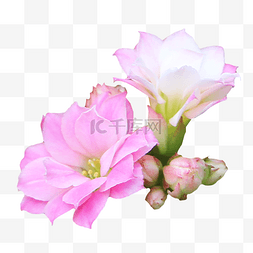 花朵清新粉色图片_粉色夹竹桃