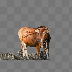 黄牛的图片图片_草地上的黄牛