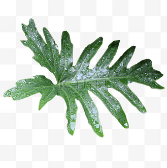 春羽大叶热带植物