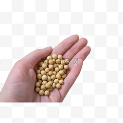 手里握着黄豆
