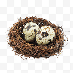 鸟巢里的两颗鹌鹑蛋