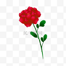 一枝玫瑰七夕情人节花卉