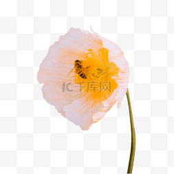 油菜花田蜜蜂图片_在盛开的虞美人花上采蜜的蜜蜂