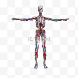 人体血管图图片_人体血管png图