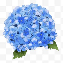 手绘蓝色盛开绣球花