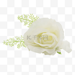 白刺玫瑰