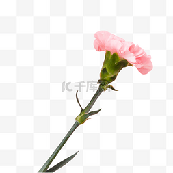粉色植物花朵元素