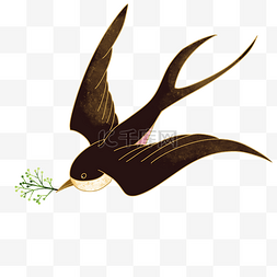 飞翔的黑色燕子