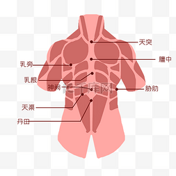经络脉络图片_人体胸部穴位