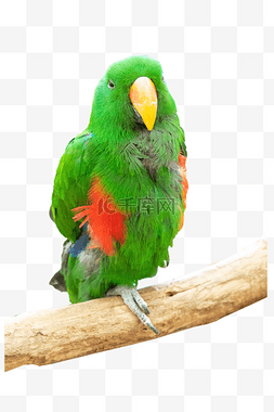 绿色鹦鹉图片_绿色鹦鹉