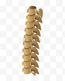 人体骨骼脊椎