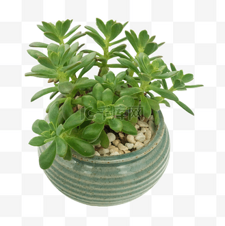 观赏植物图片素材_观赏植物多肉玉竹