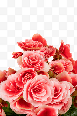 粉红色海棠花花朵植物